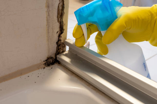 Best Local Mold Removal Service  in Stickney, IL