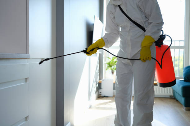 Best Attic Mold Removal  in Stickney, IL