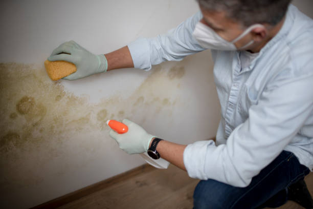 Best Mold Remediation Services  in Stickney, IL