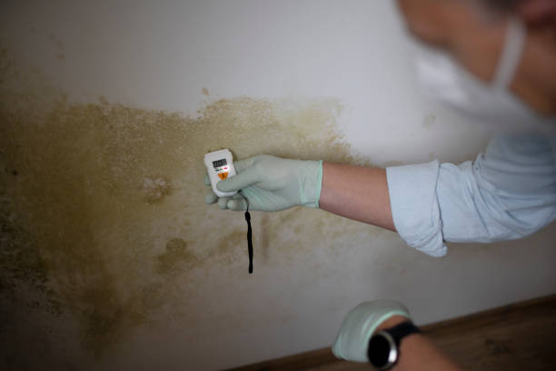 Best Mold Testing  in Stickney, IL