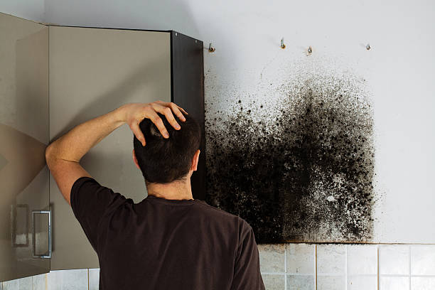 Best Crawl Space Mold Removal  in Stickney, IL