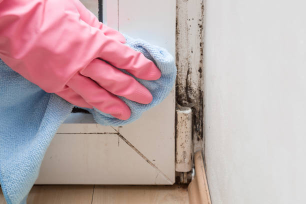 Crawl Space Mold Removal in Stickney, IL